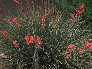 Vivers Càrex - Hesperaloe parviflora